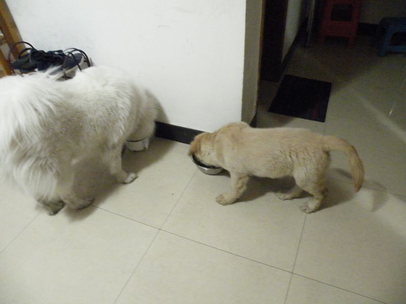 “双猫独狗,越过越有”养两只狗的禁忌?为什么不能养两只狗?