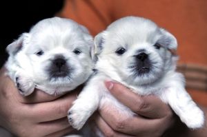 “双猫独狗,越过越有”养两只狗的禁忌?为什么不能养两只狗?