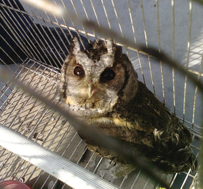 猫头鹰可以当宠物吗?这真是种奇特的体验!