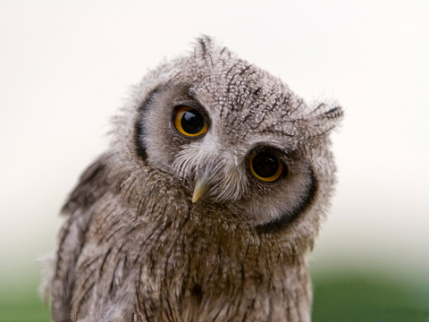 猫头鹰可以当宠物吗?这真是种奇特的体验!