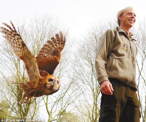 猫头鹰可以当宠物吗?这真是种奇特的体验!