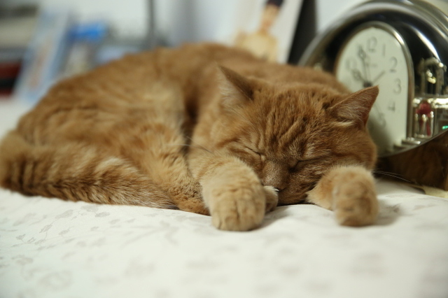 èΪʲô񣿡èͷʵԭԭ