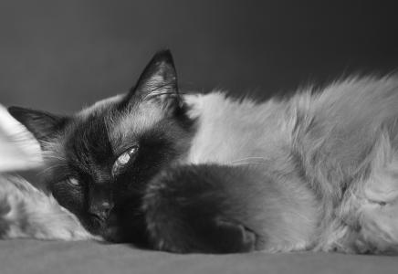 èΪʲô񣿡èͷʵԭԭ