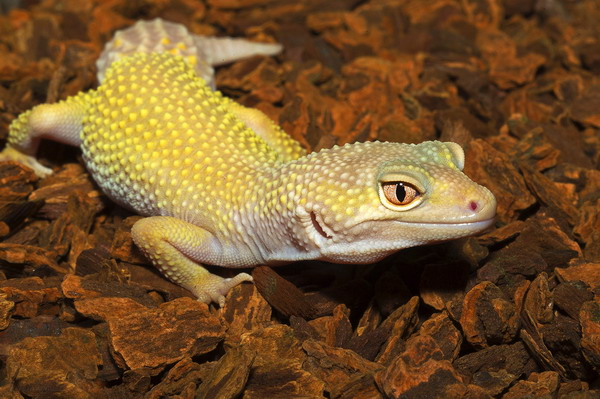 ������������Щ���ࣿ�������