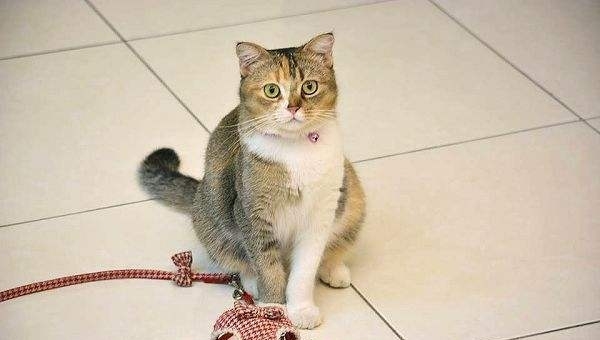 è��β�Ͷ����ĺ��壬���ˣ�������n�����ƣ�