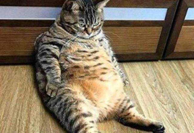 ����֪��ĸè��������ѧ��۲��⼸����Կ������˼�ֻ��