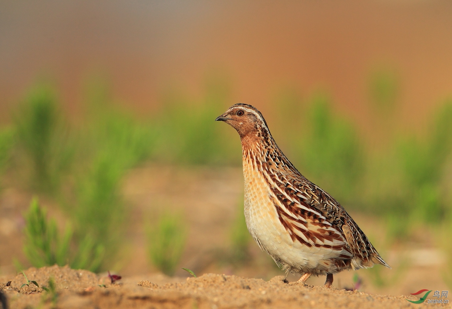 �������ȵķ�������Ҫ����һֻ��һֻ�ˣ�