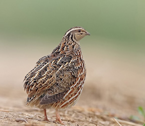 �������ȵķ�������Ҫ����һֻ��һֻ�ˣ�