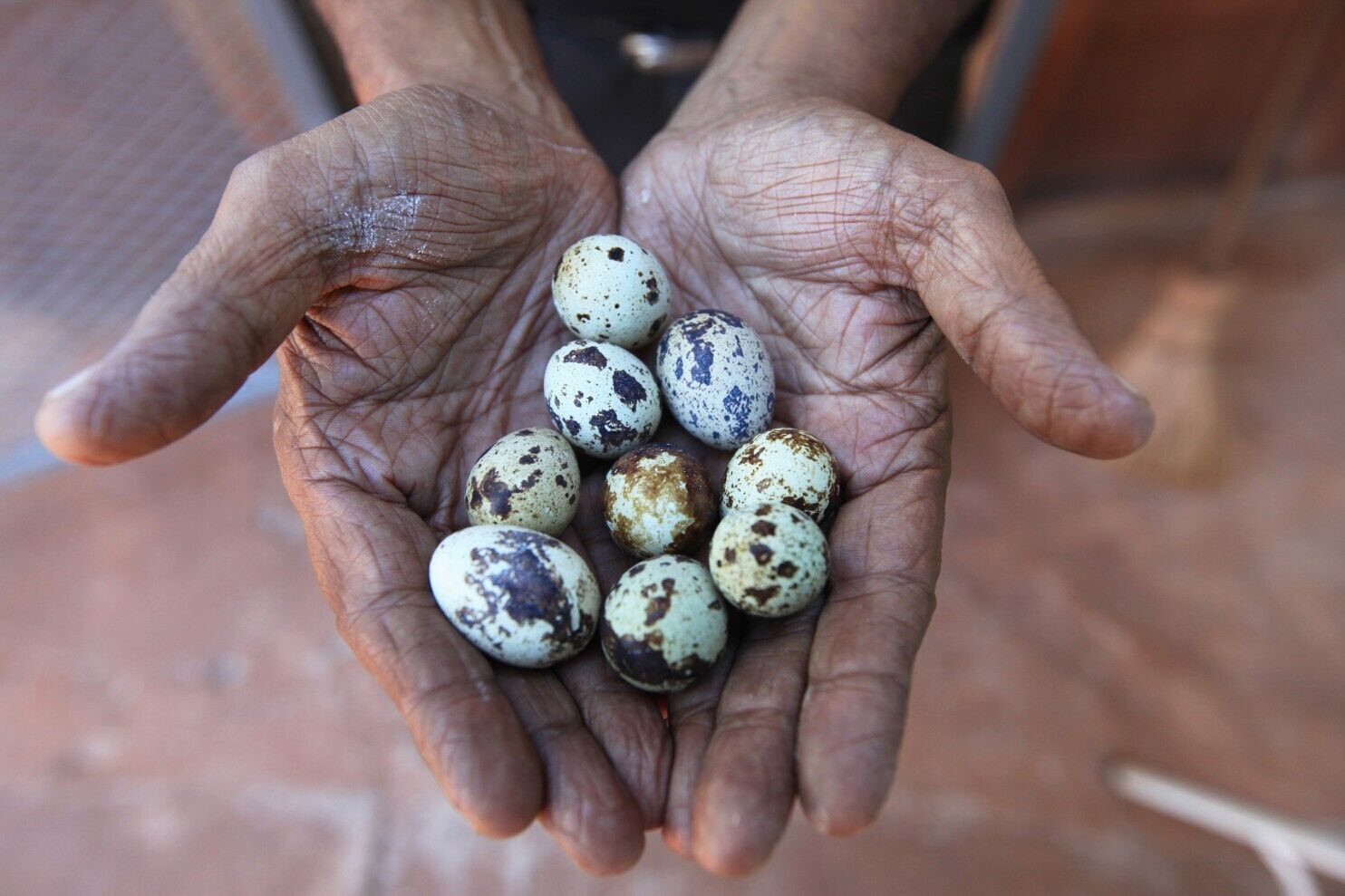 �������ȵķ�������Ҫ����һֻ��һֻ�ˣ�