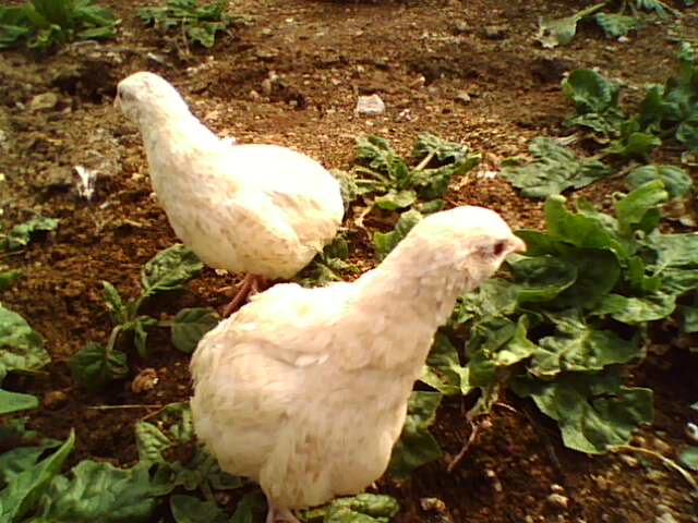 ���ȿ��Ե�������?���ȵ���������Щ��