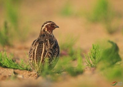 ���ȿ��Ե�������?���ȵ���������Щ��