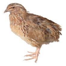 ���ȿ��Ե�������?���ȵ���������Щ��