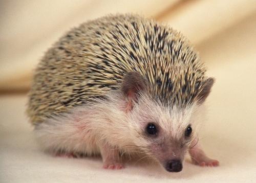 宠物刺猬能活多少年?宠物刺猬饲养注意事项