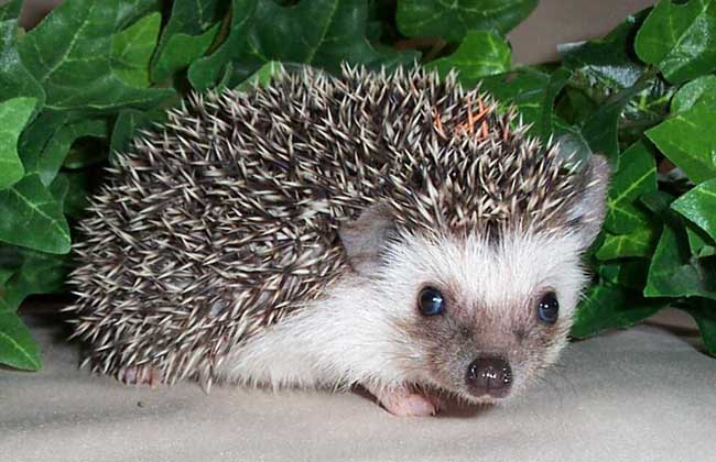 宠物刺猬能活多少年?宠物刺猬饲养注意事项