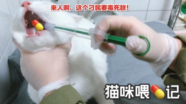 如何给狗狗体内驱虫,记住这几点狗狗不再有烦恼