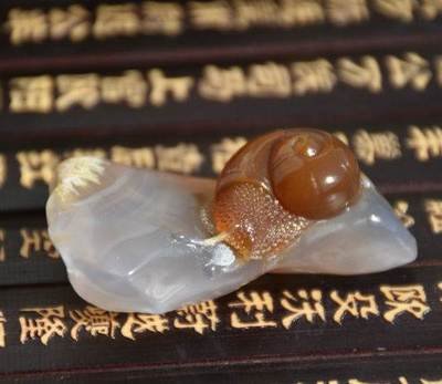 宠物蜗牛种类盘点,懒癌晚期的人肯定喜欢蜗牛!