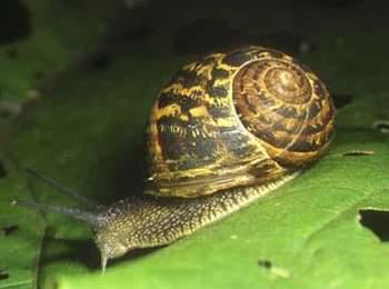 宠物蜗牛种类盘点,懒癌晚期的人肯定喜欢蜗牛!