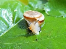 宠物蜗牛种类盘点,懒癌晚期的人肯定喜欢蜗牛!