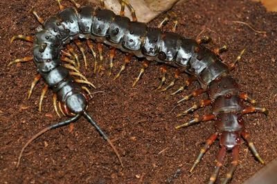 宠物蜈蚣品种大全,你敢养蜈蚣当宠物吗?