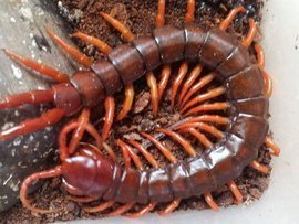 宠物蜈蚣品种大全,你敢养蜈蚣当宠物吗?