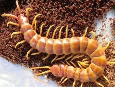 宠物蜈蚣品种大全,你敢养蜈蚣当宠物吗?