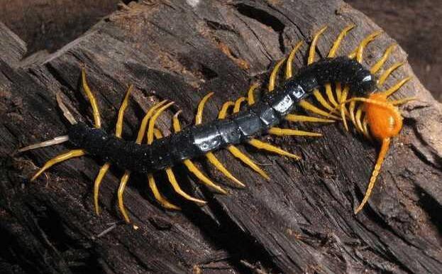 宠物蜈蚣品种大全,你敢养蜈蚣当宠物吗?