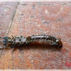 宠物蜈蚣品种大全,你敢养蜈蚣当宠物吗?
