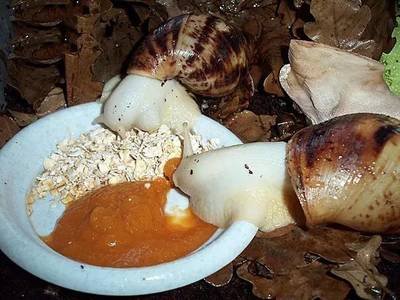 宠物蜗牛怎么养?注意这五点蜗牛饲养方法