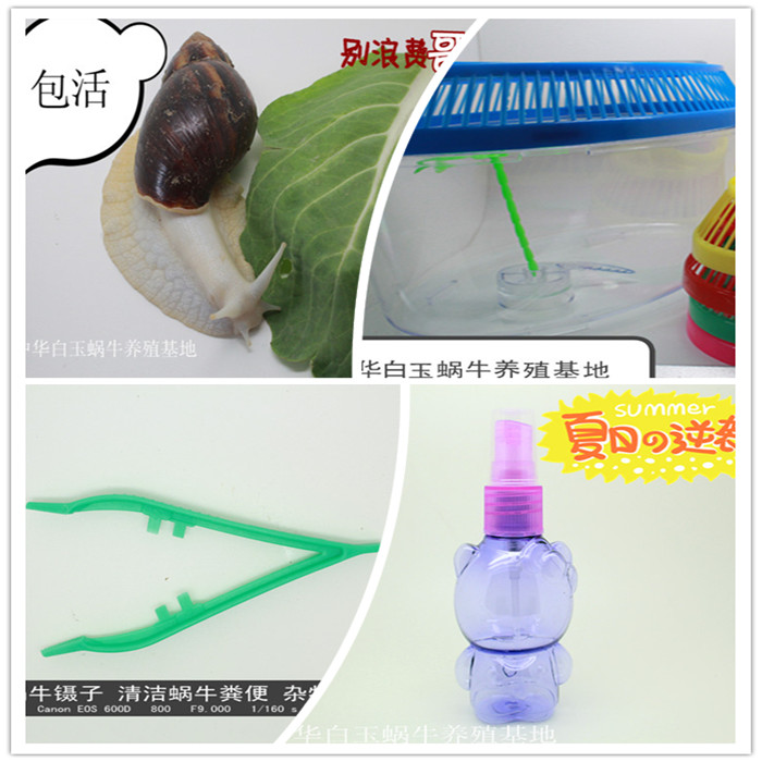 宠物蜗牛怎么养?注意这五点蜗牛饲养方法