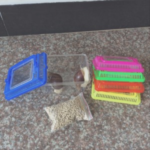 宠物蜗牛怎么养?注意这五点蜗牛饲养方法