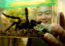 宠物蜘蛛怎么养?宠物蜘蛛的正确喂养方法