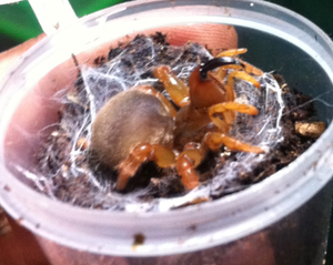 宠物蜘蛛怎么养?宠物蜘蛛的正确喂养方法