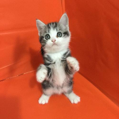 猫奴的新手指南:新猫到家的注意事项