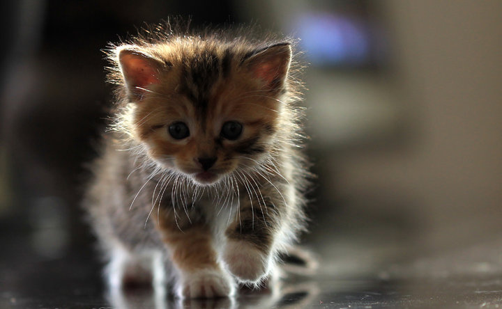 猫奴的新手指南:新猫到家的注意事项