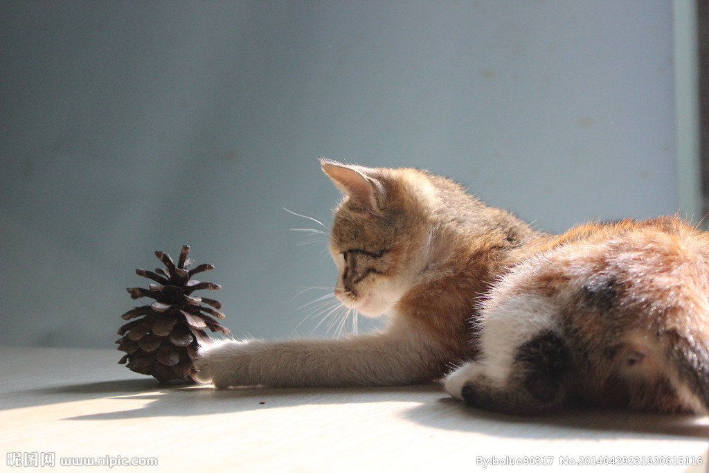 猫奴的新手指南:新猫到家的注意事项