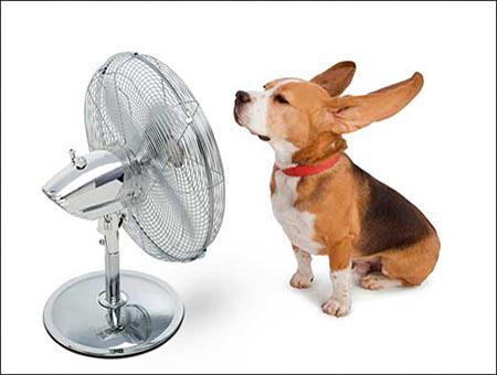 宠物中暑怎么办?宠物中暑的急救和预防措施,你学会了吗?