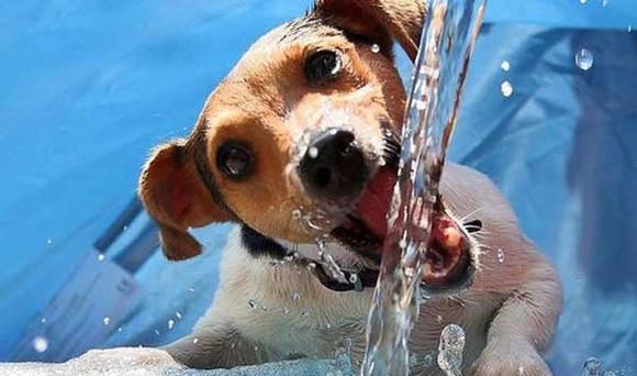 宠物中暑怎么办?宠物中暑的急救和预防措施,你学会了吗?