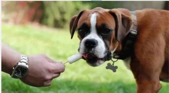 宠物中暑怎么办?宠物中暑的急救和预防措施,你学会了吗?