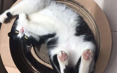 宠物中暑怎么办?宠物中暑的急救和预防措施,你学会了吗?