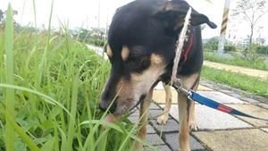 狗为什么会忽然吃草?狗吃草的真正原因