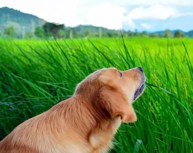狗为什么会忽然吃草?狗吃草的真正原因