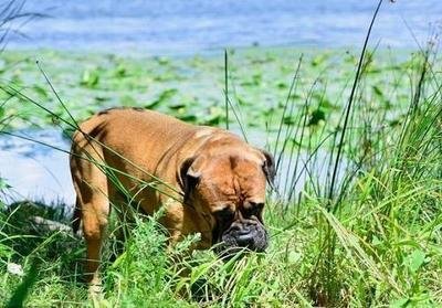 狗为什么会忽然吃草?狗吃草的真正原因