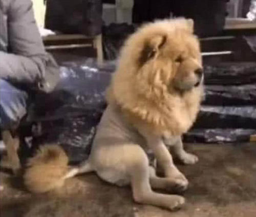 必须知道的狗狗掉毛严重的六大原因,不能治标不治本!