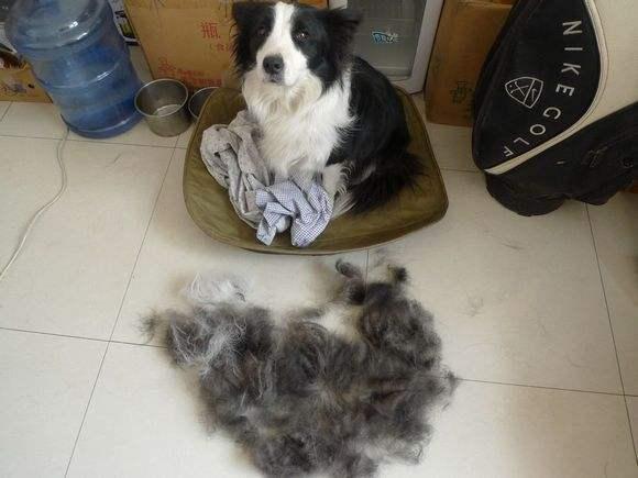 必须知道的狗狗掉毛严重的六大原因,不能治标不治本!