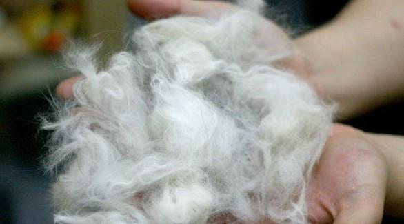 必须知道的狗狗掉毛严重的六大原因,不能治标不治本!