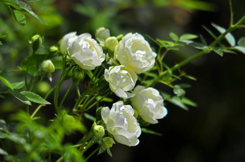 木香花怎么养长得好 家养木香花详细方法看这里