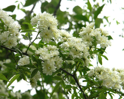 木香花怎么养长得好 家养木香花详细方法看这里