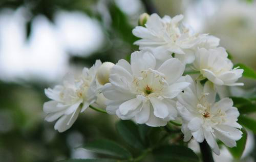 木香花怎么养长得好 家养木香花详细方法看这里