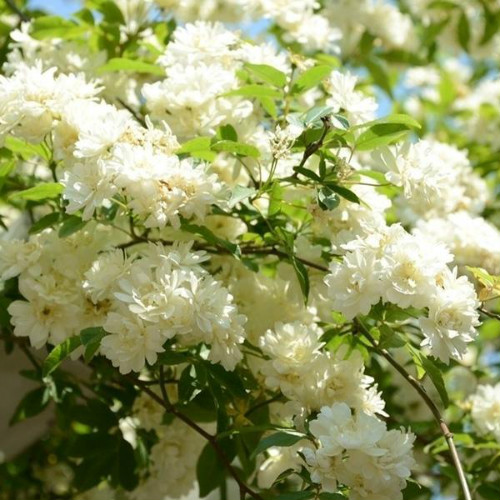 木香花怎么养长得好 家养木香花详细方法看这里