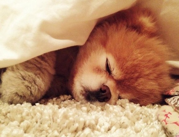 哈多利博美犬的价格贵吗?哈多利系博美犬的品种介绍